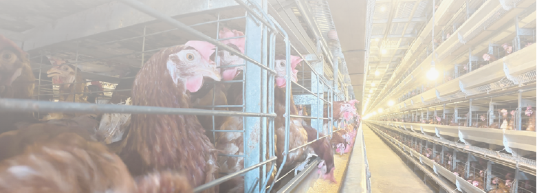 AMBIENTE LIMPO, LOTE SAUDÁVEL: A CIÊNCIA DA BIOSSEGURIDADE NA PRODUÇÃO AVÍCOLA