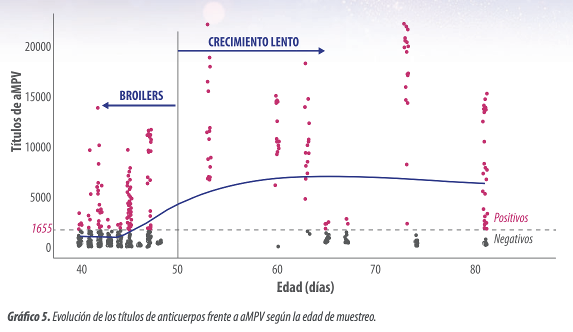 Gráfico 5. Evolución de los títulos de anticuerpos frente a aMPV según la edad de muestreo. 