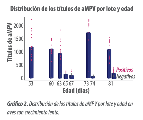 Grá co 2. Distribución de los títulos de aMPV por lote y edad en aves con crecimiento lento.
