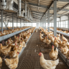Cooling Systems
