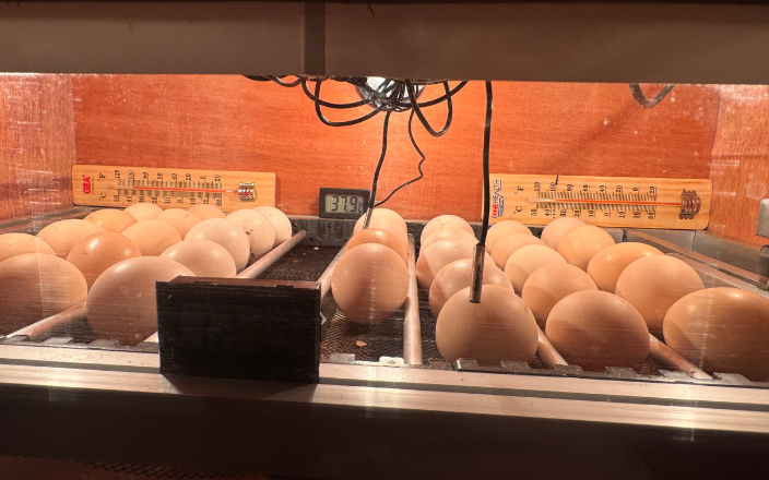 Global Hatchery Pathologies: Challenges and Control Strategies