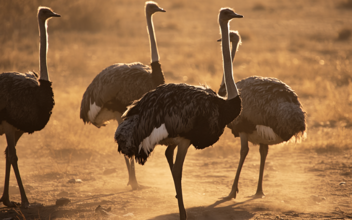 Animal Welfare in Ostrich Farming