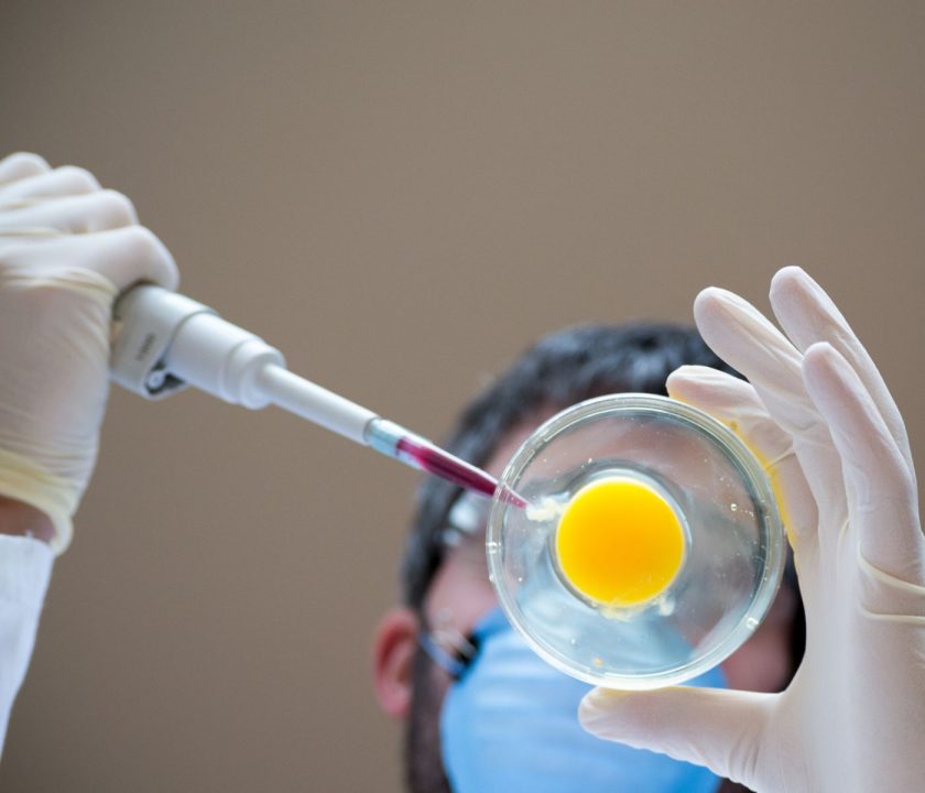 Genética Avícola