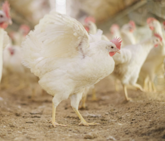 Transfer Phase: Why it matters in Cage-Free Systems