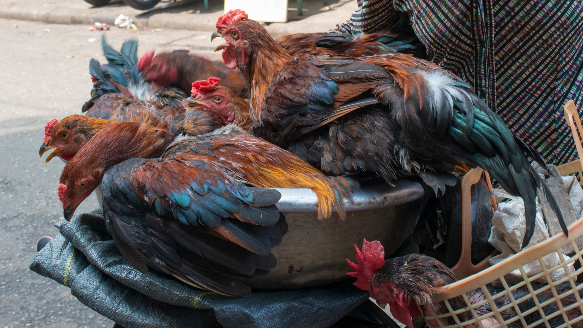 Poultry