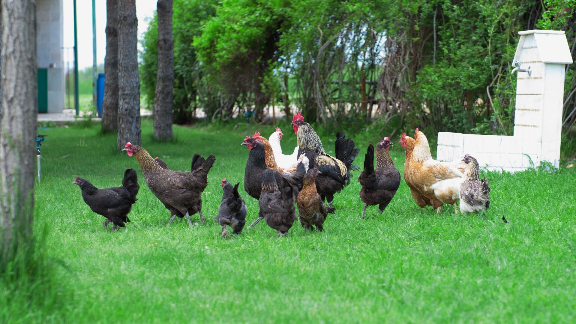 Poultry