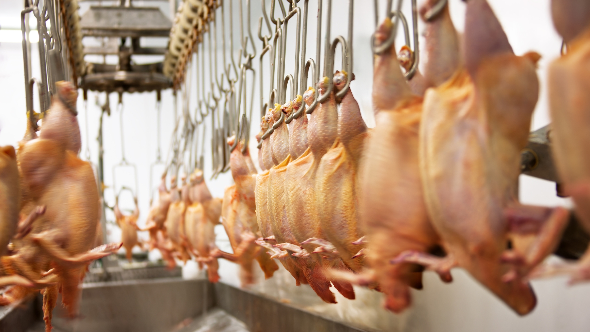 Poultry
