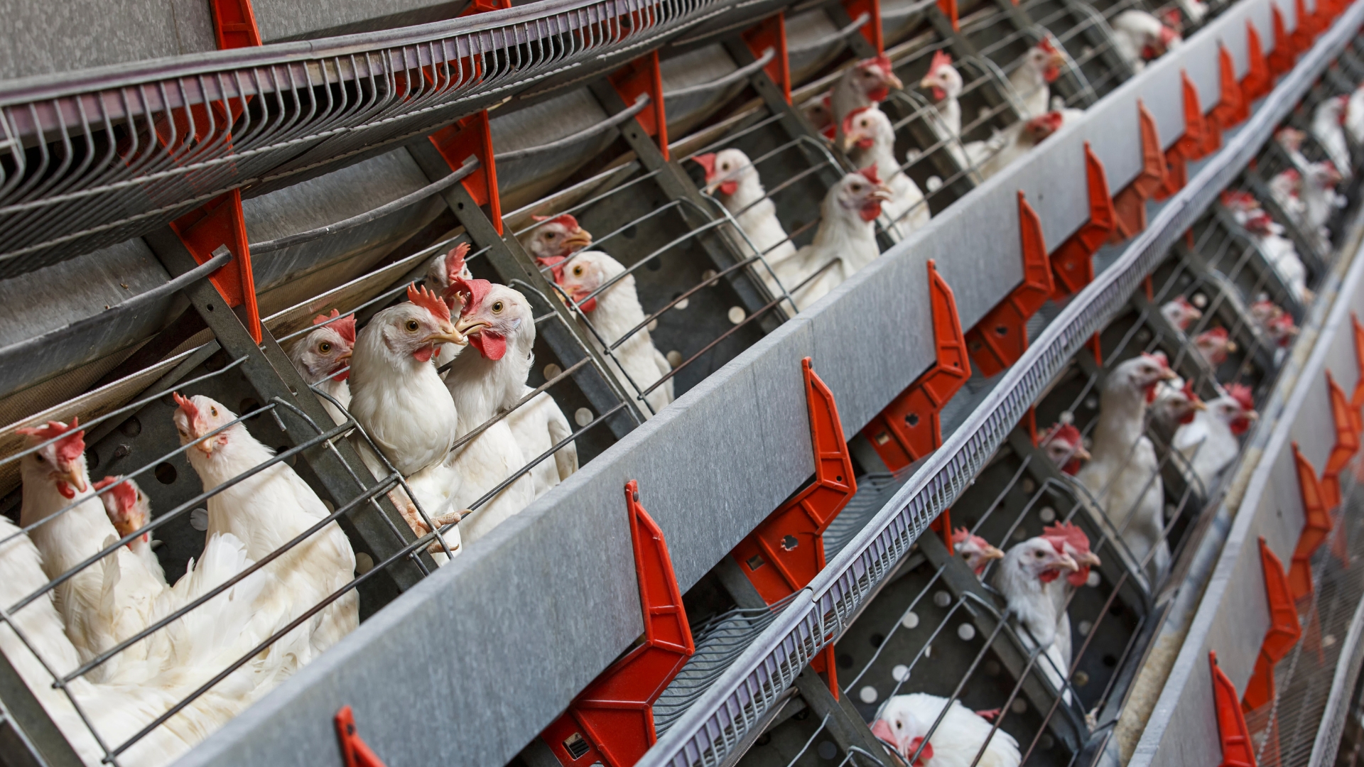 Poultry