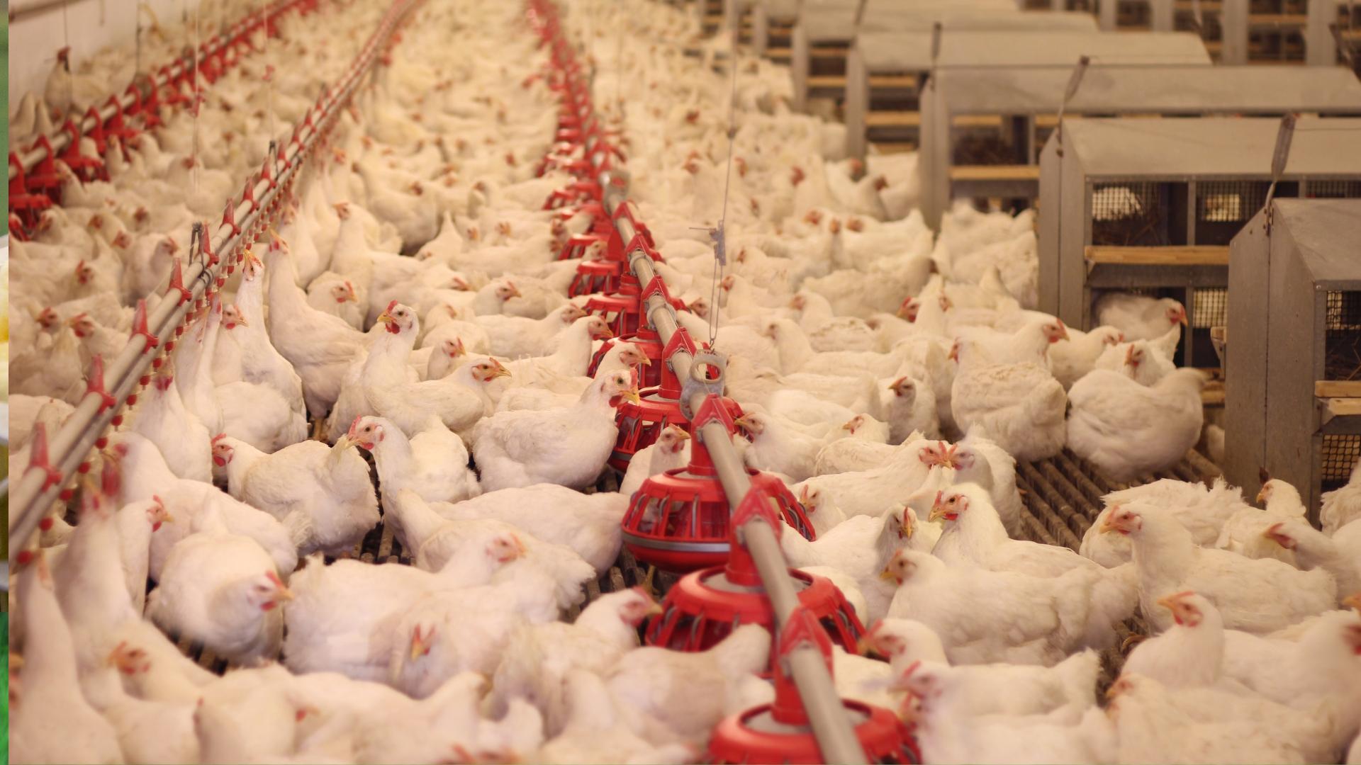 Poultry