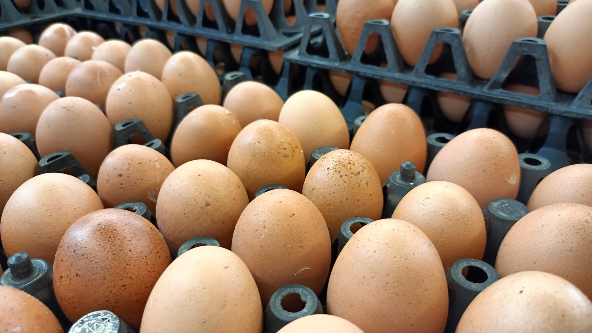 Poultry
