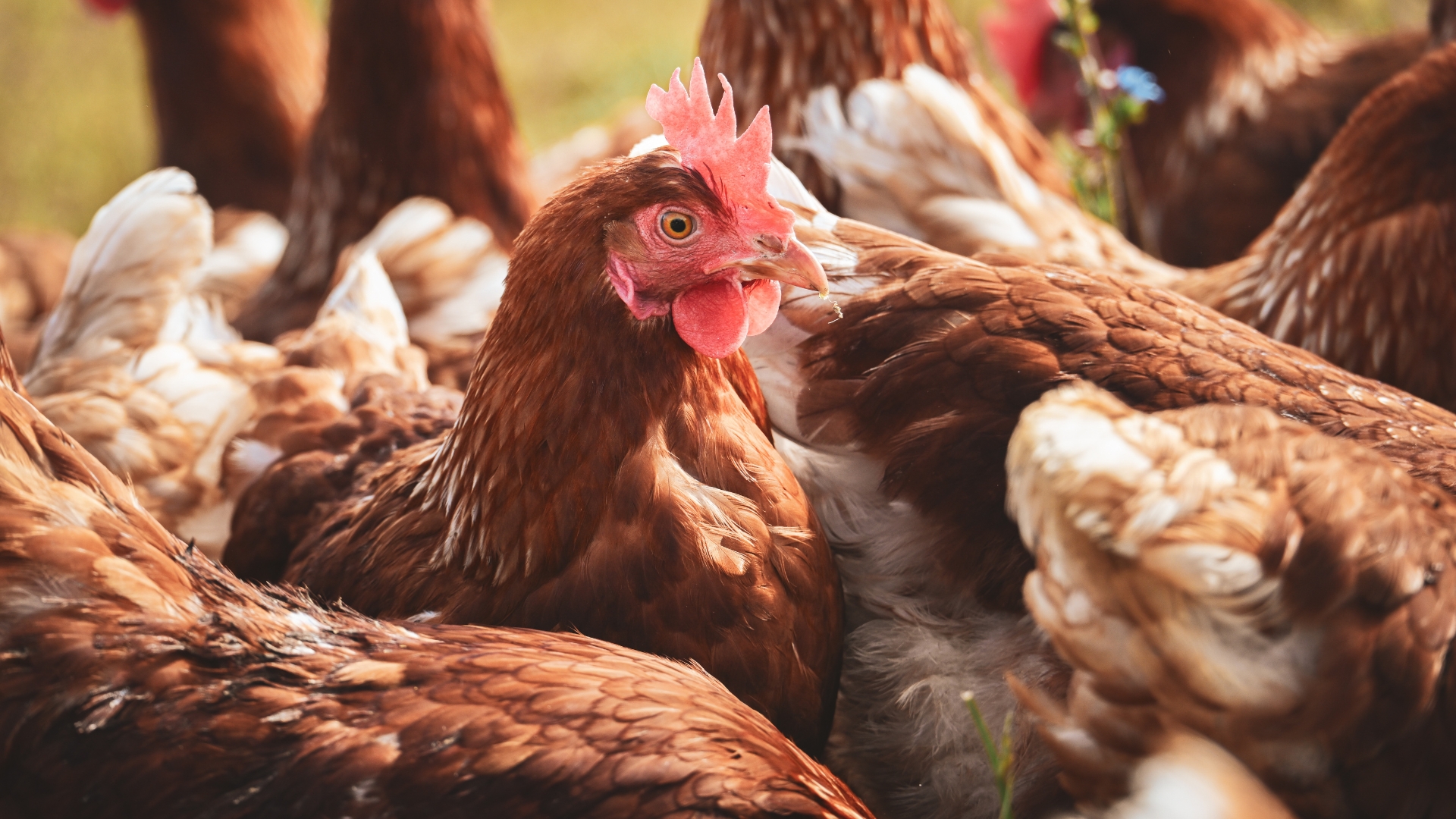Poultry