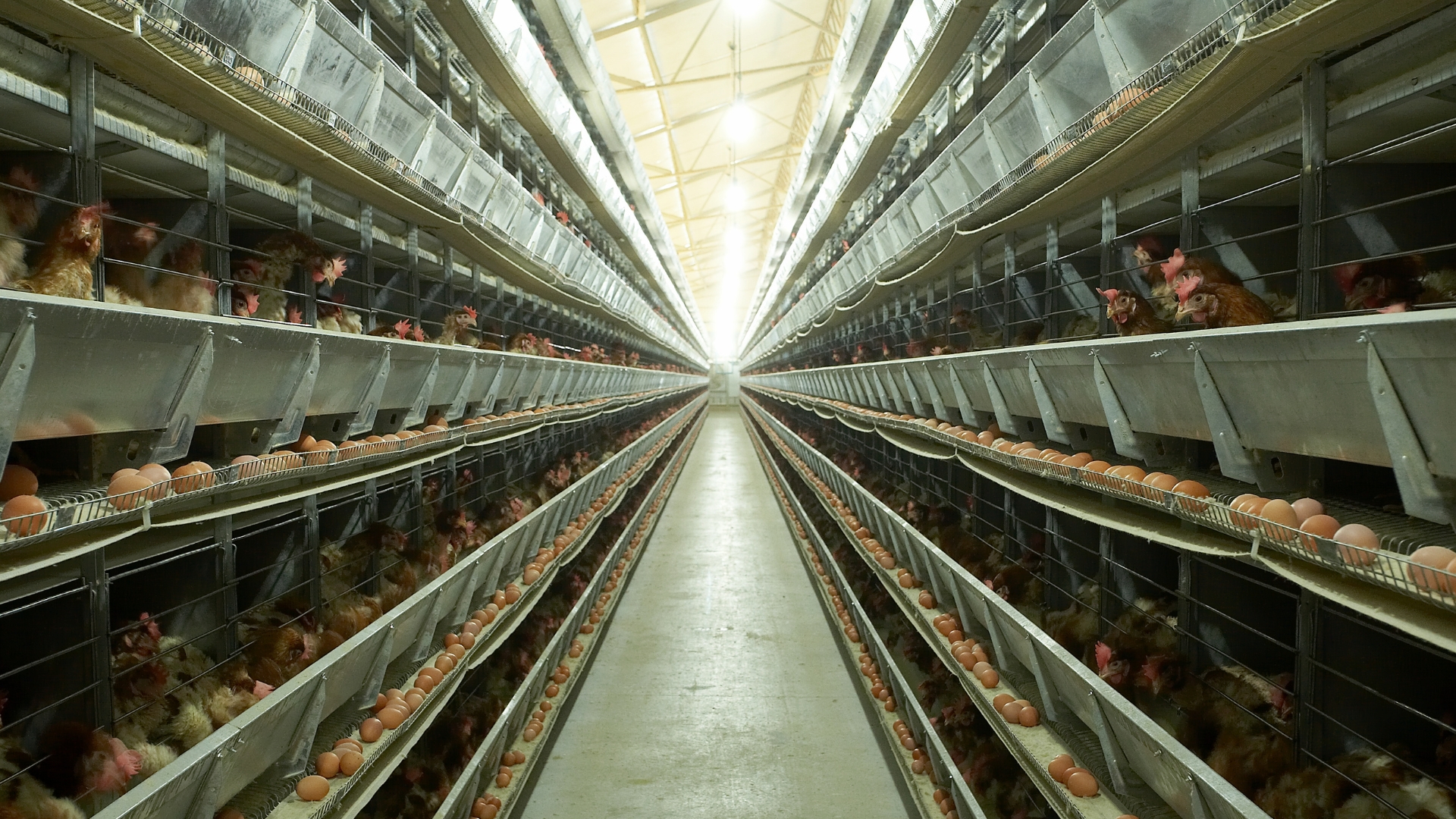 Poultry
