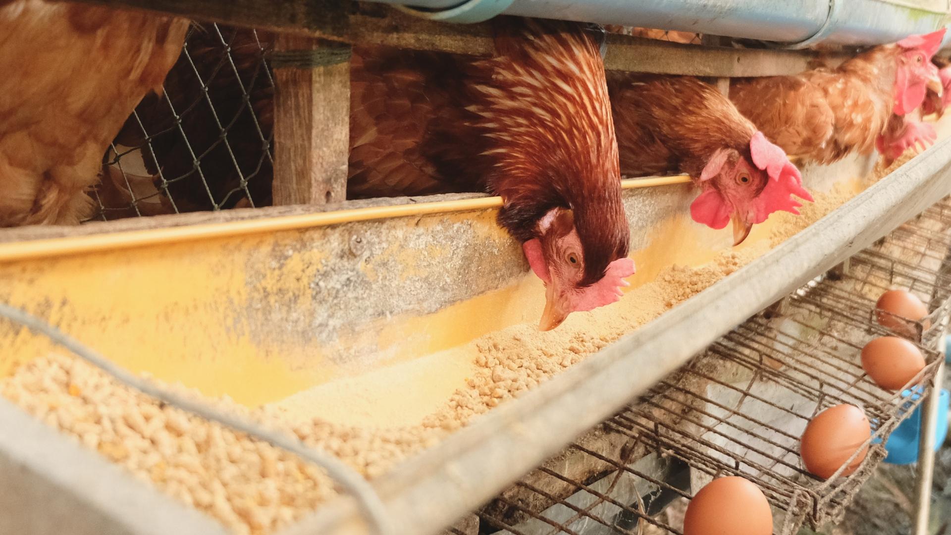 Poultry