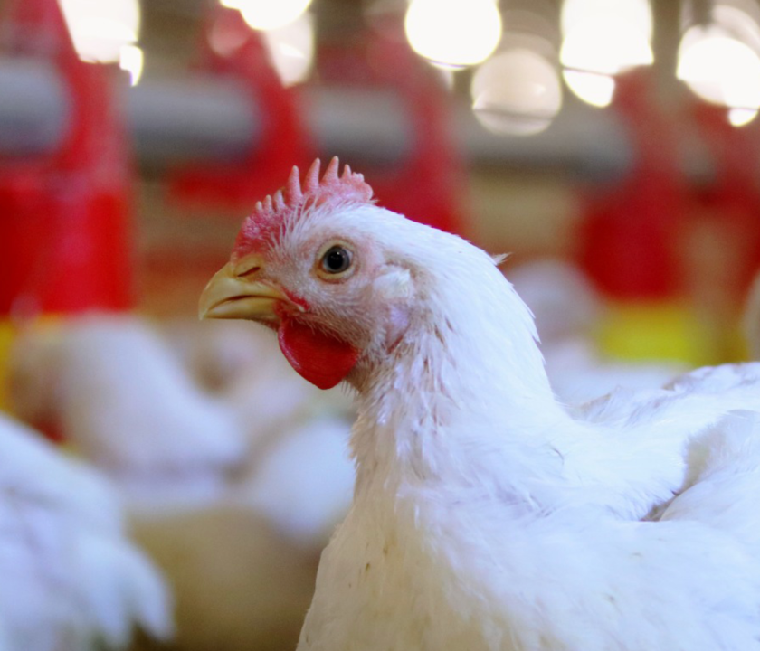 AMBIENTE LIMPO, LOTE SAUDÁVEL: A CIÊNCIA DA BIOSSEGURIDADE NA PRODUÇÃO AVÍCOLA
