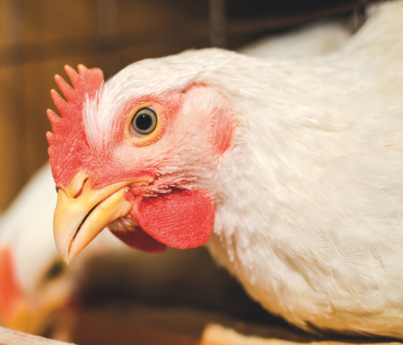 Retos futuros en el control de salmonella en la cadena de carne de pollo: hacia un enfoque integral “One Health” basado en el riesgo