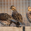 Quail meat