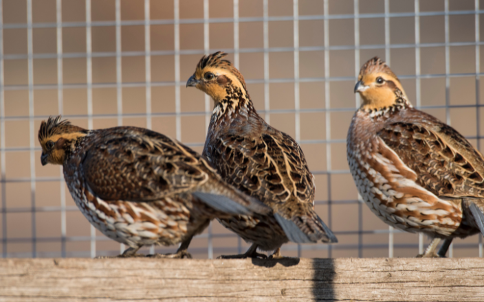 Quail Meat Marketing and Management in the U.S.
