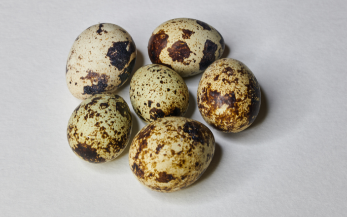 Hatchery Management in the Quail
