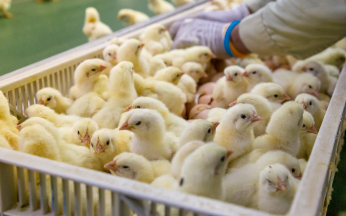 Alternative Production in Hatcheries in U.S.