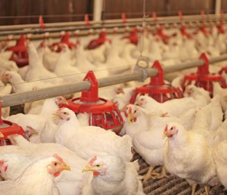 Imagen Revista El papel de la fibra en las dietas de aves