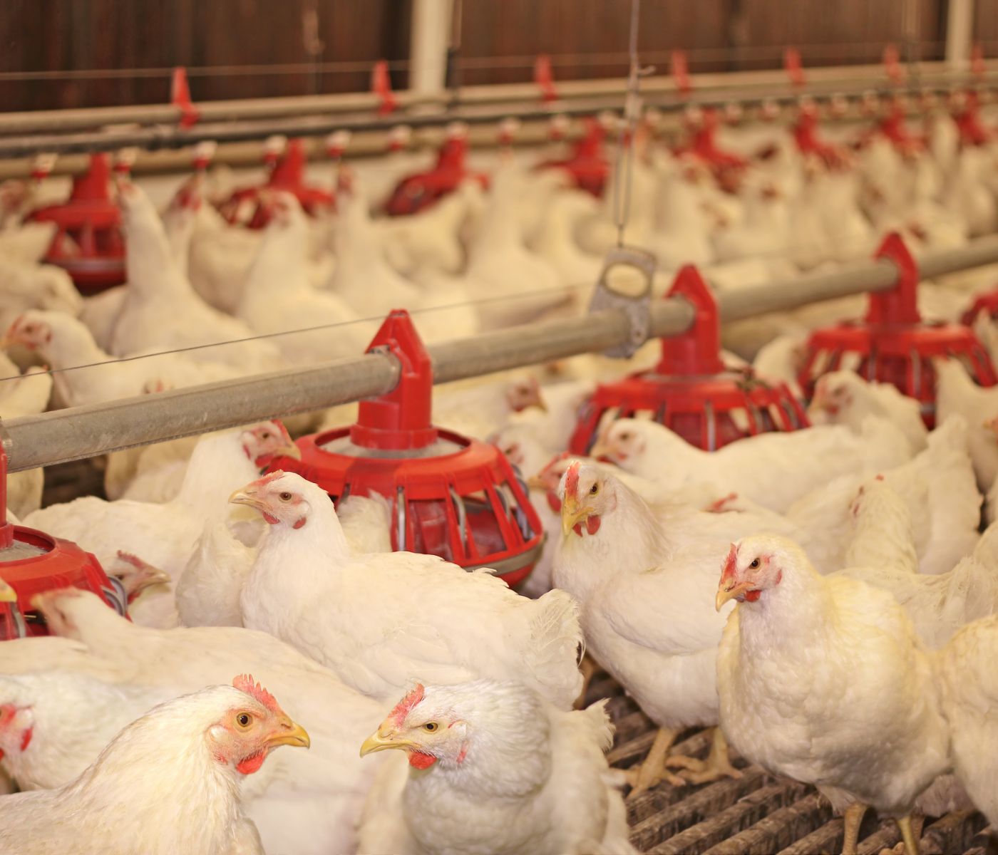 El papel de la fibra en las dietas de aves