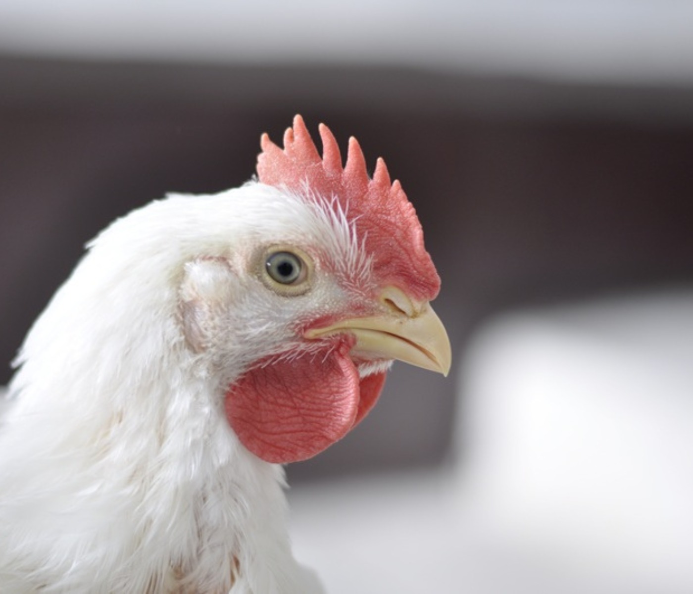 Phibro lança solução nutricional no Simpósio Brasil Sul de Avicultura