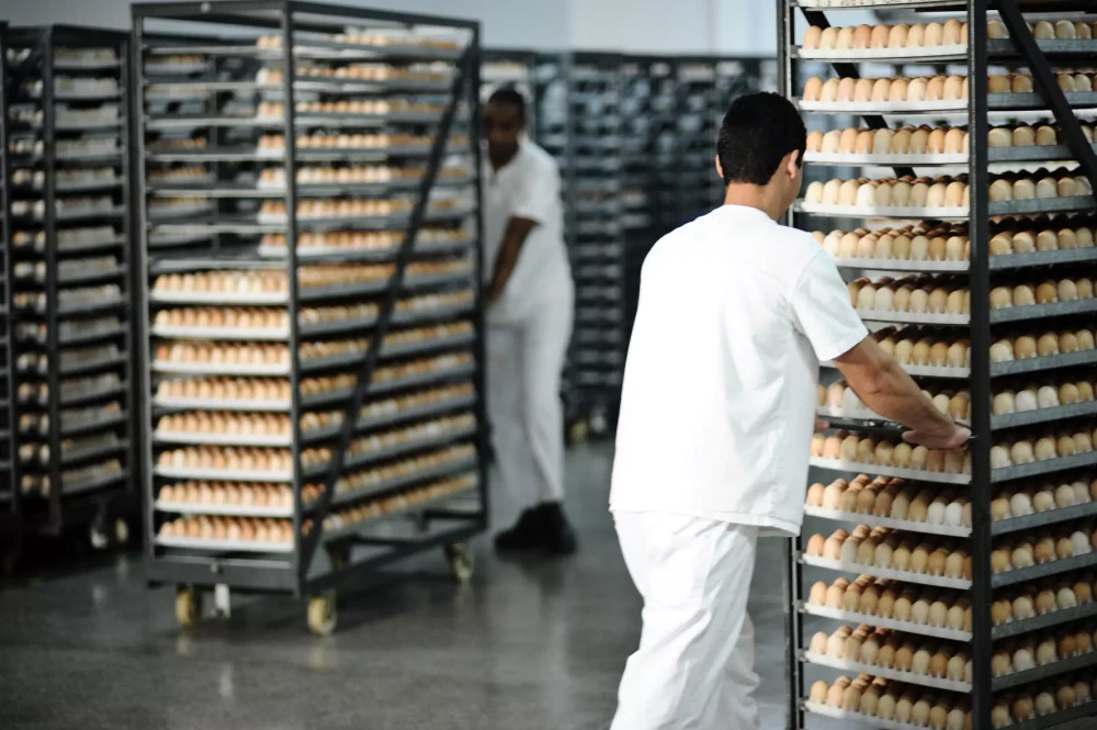 Chicken hatchery operations: Principles, practices, and performance management (Part 3)