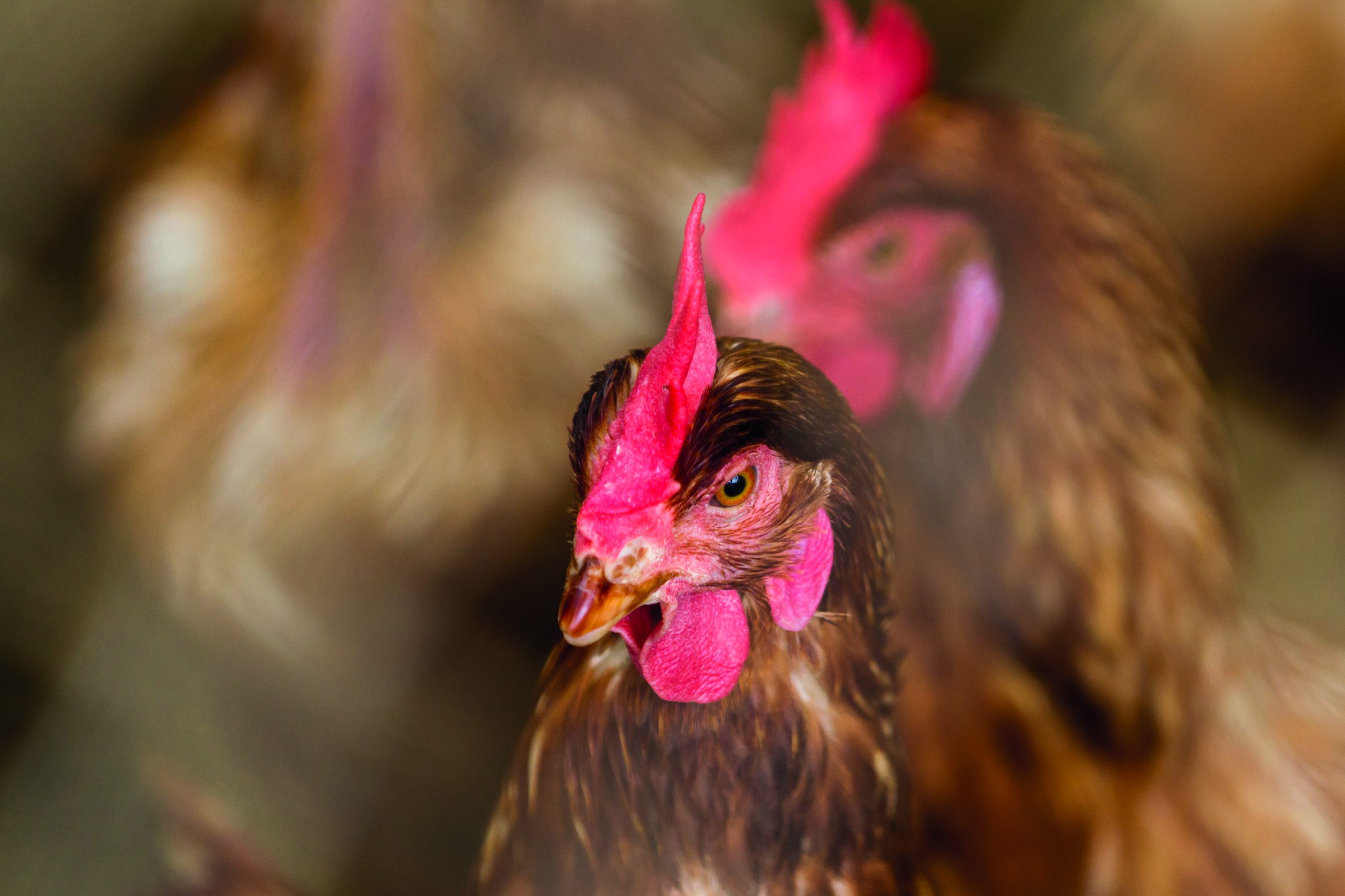 Gallina
