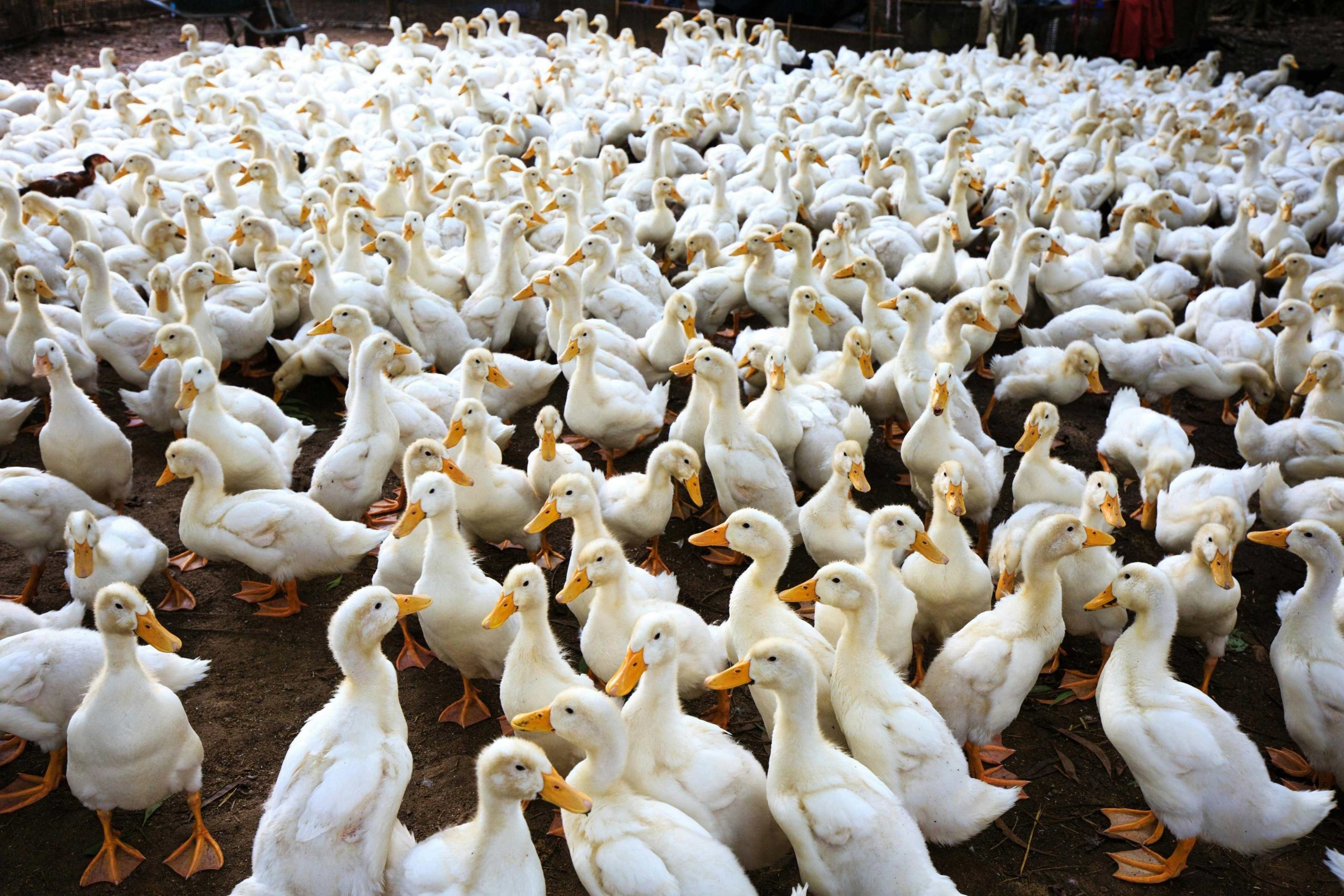 Vietnam’s Dak Lak province bets on modern, disease-safe farming