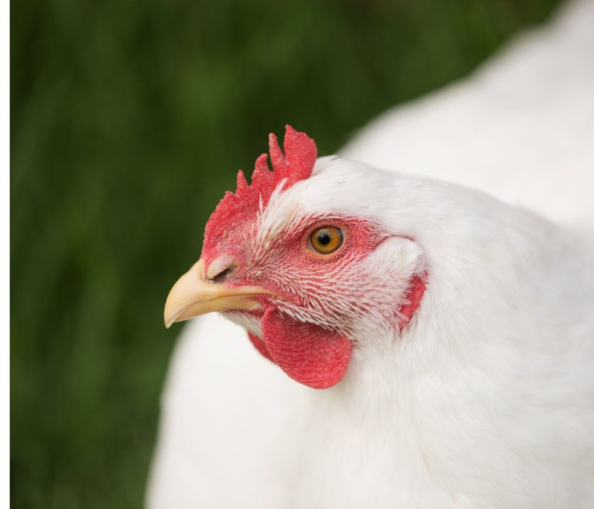 gallina blanca