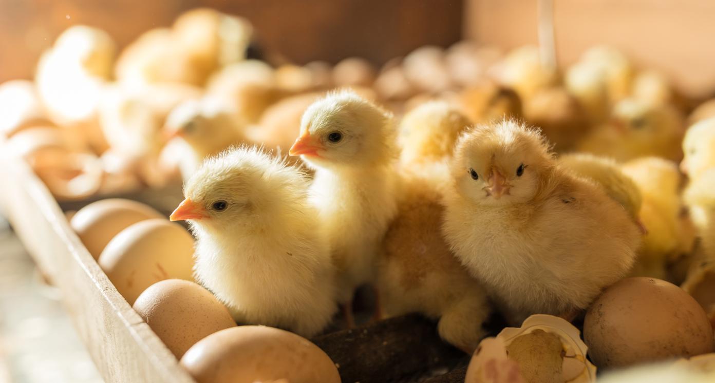Chicken hatchery operations: Principles, practices, and performance management (Part 1)