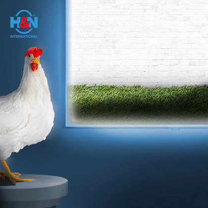 http://H&N%20Brasil%20Nick%20Chick