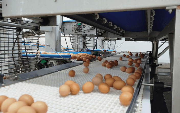 Recogida de huevos versátil: cómo lograr un flujo eficiente en la avicultura moderna