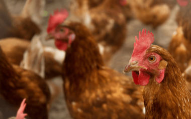 AviPro™ SALMONELLA DUO: la cuarta dosis que redefine la protección en ponedoras