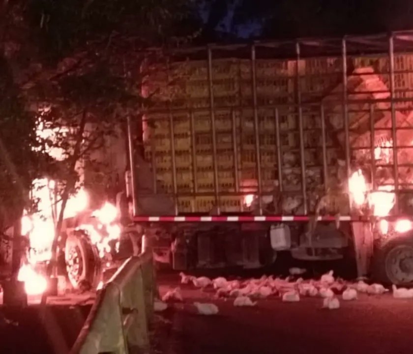 Colombia-pollos-incendio-avicola