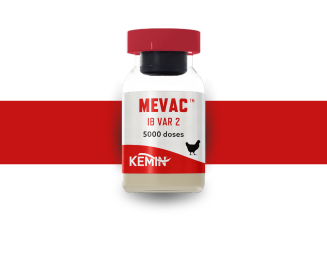 A Kemin lança no Brasil a vacina MEVAC™ IB VAR 2 para avicultura