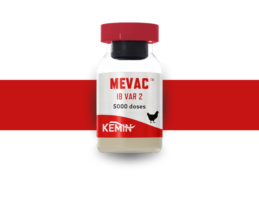 A Kemin lança no Brasil a vacina MEVAC™ IB VAR 2 para avicultura
