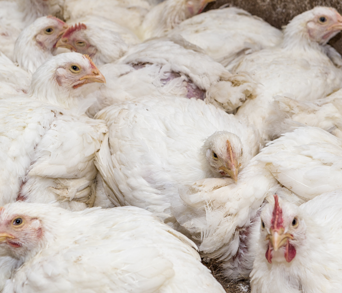 Nutrición de precisión en pollos de engorde: estrategias avanzadas para maximizar eficiencia y rendimiento