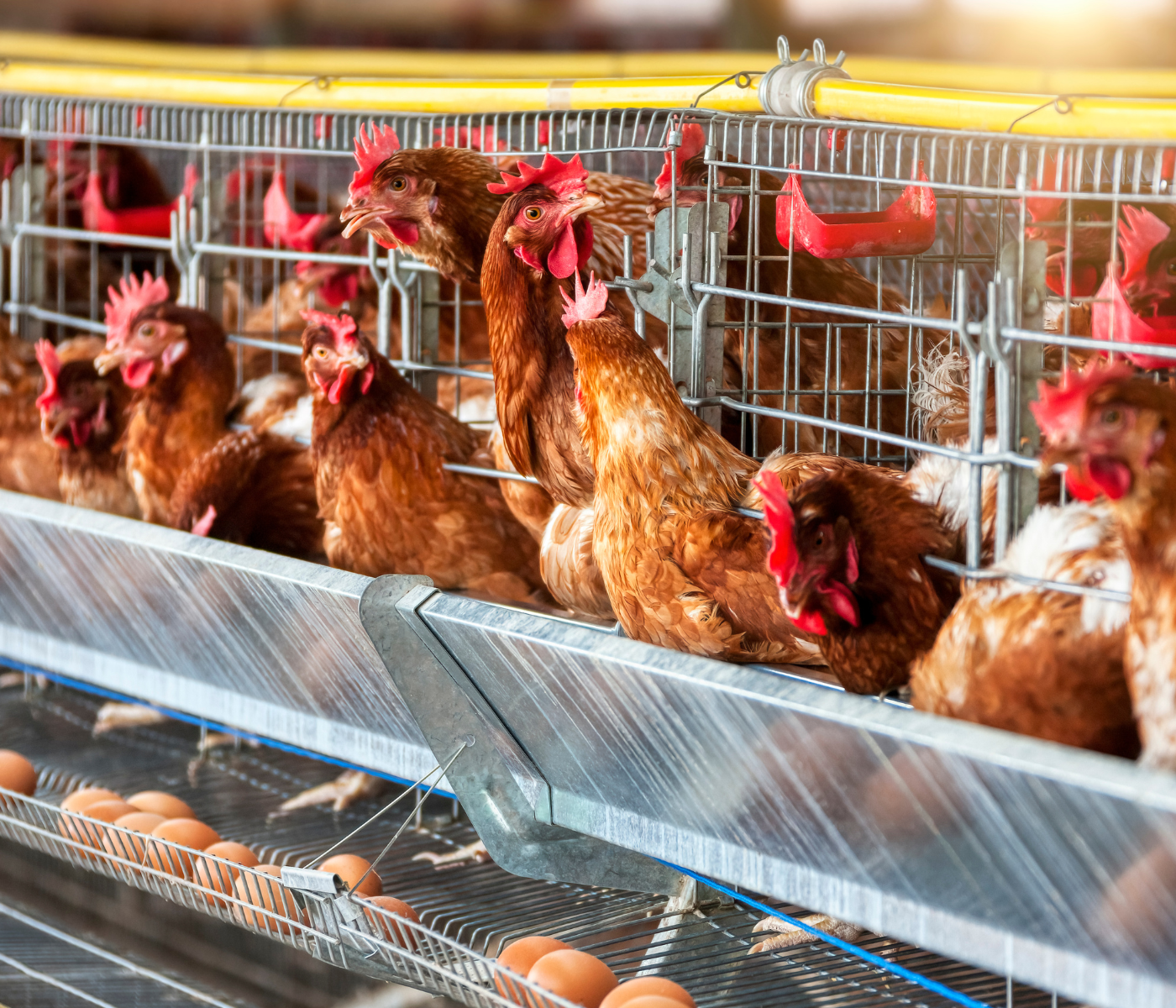 Proteína ideal en gallinas ponedoras: precisión en aminoácidos para maximizar producción y calidad del huevo