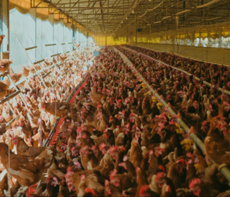 Eficiência no cage-free: o que realmente impacta os resultados