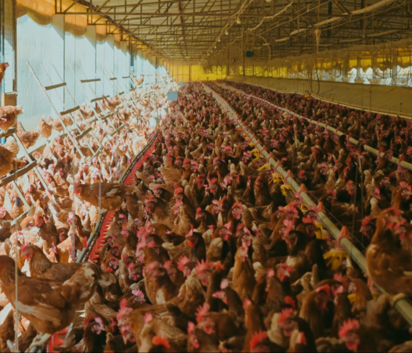 Eficiência no cage-free