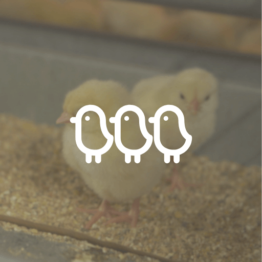 Pullet Development and Start of Lay