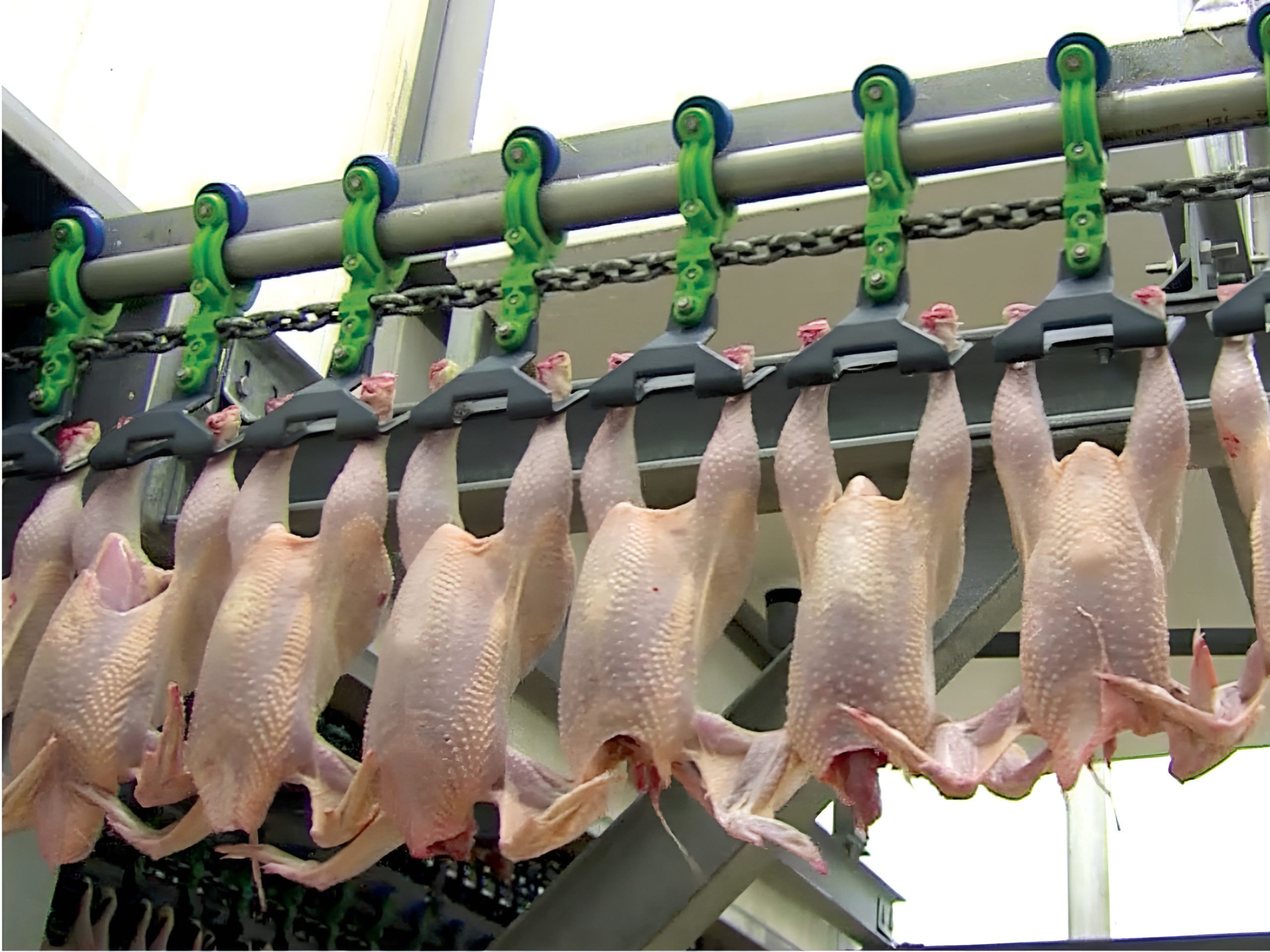 Cooling and packaging in chicken processing: Current trends and developments in India