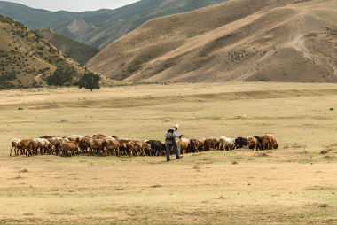 Protecting animal health, protecting food security