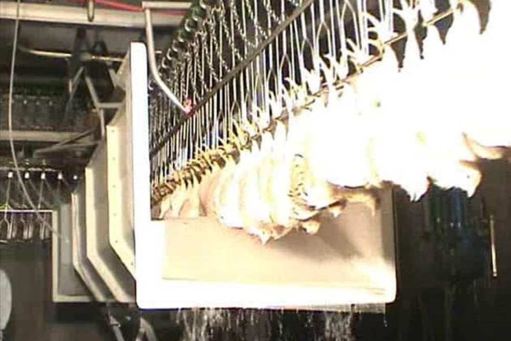 poultry