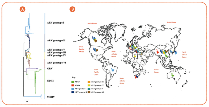 Reovirus