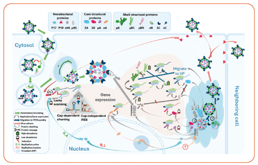 Reovirus