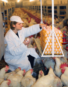 Poultry
