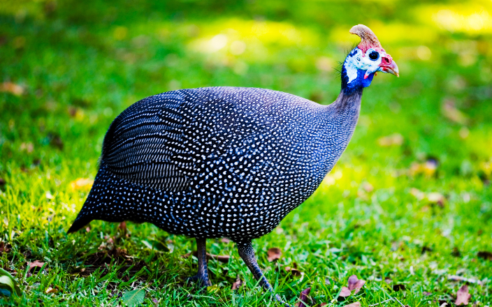The Genetics and Breeding of Guinea Fowl