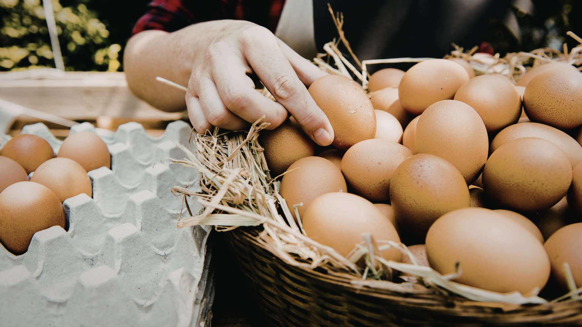 Vietnam’s egg market hits rock bottom